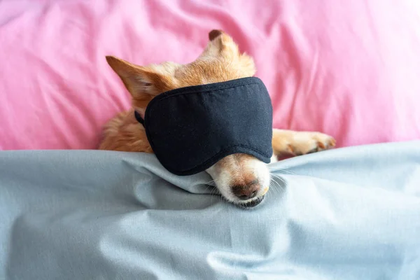 Kırmızı Köpek Yatakta Uyku Maskesiyle Uyuyor Sabah Vakti Uyanıyor Sabah — Stok fotoğraf