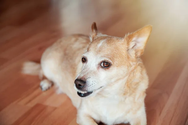 Evdeki Ahşap Zeminde Yatan Sevimli Kırmızı Köpek Şüpheli Görünüyor — Stok fotoğraf