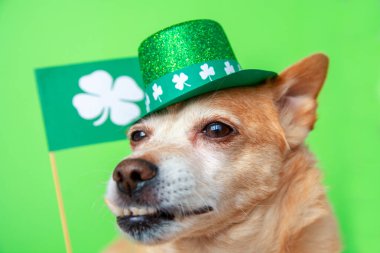 Yeşil arka planda koruyucu yüz maskesi takan sevimli bir Leprikon köpeği. 17 Mart, Mutlu Aziz Patrick Günü Coronavirüs Pandemik Karantina Günü