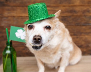 Yeşil cüce şapkalı şirin köpek ve yonca Mutlu Aziz Patrick Günü arkaplanı 17 Mart 'ta kutlanıyor.