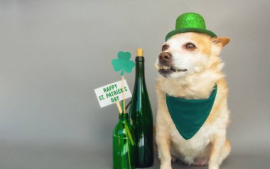 Yeşil cüce şapkalı şirin köpek ve yonca Mutlu Aziz Patrick Günü arkaplanı 17 Mart 'ta kutlanıyor.