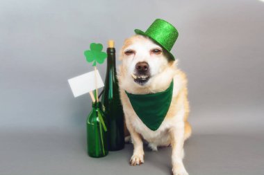 Yeşil cüce şapkalı şirin köpek ve yonca Mutlu Aziz Patrick Günü arkaplanı 17 Mart 'ta kutlanıyor.
