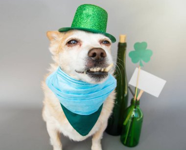 Yeşil cüce şapkalı sevimli köpek koruyucu yüz maskesi takıyor, Aziz Patrick Günü geçmişi. Coronavirus Covid-19, Salgın Karantina Konsepti sırasında 17 Mart 'ta kutlama