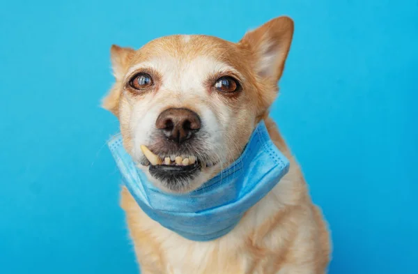 Hund Trägt Eine Medizinische Gesichtsmaske Sich Vor Infektionen Oder Luftverschmutzung — Stockfoto