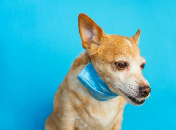 Hund Trägt Eine Medizinische Gesichtsmaske Sich Vor Infektionen Oder Luftverschmutzung — Stockfoto