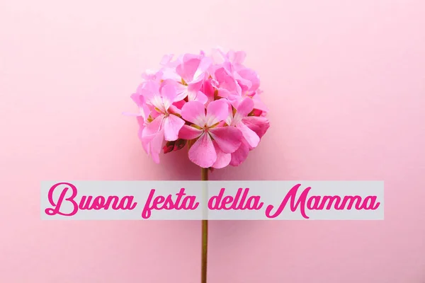 Днем Матері Смс Італійській Квітці — стокове фото