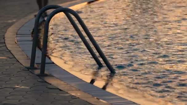 Barefoot Loopt Bij Het Zwembad Bij Zonsondergang Golven Het Zwembad — Stockvideo