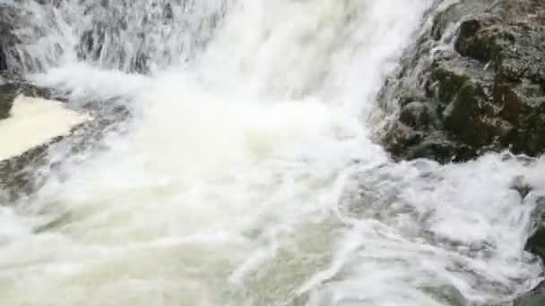 Waldfluss Mit Schönen Wasserfällen Sommer Wald Bäume Über Dem Fluss — Stockvideo