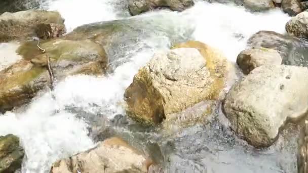 Río Del Bosque Con Hermosas Cascadas Verano Bosque Árboles Sobre — Vídeos de Stock