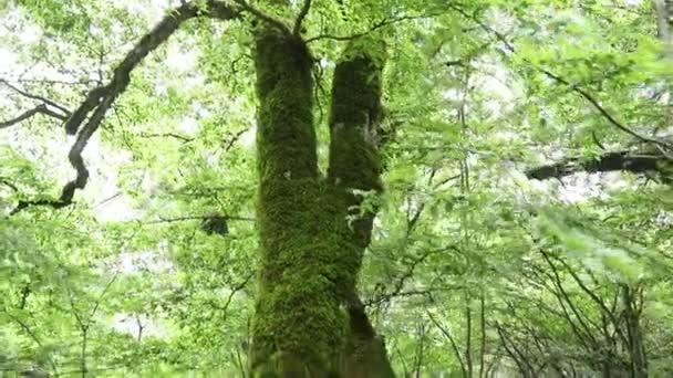 Stort Träd Övervuxet Med Grön Mossa Trädbark Skogen Mossträd Skogen — Stockvideo