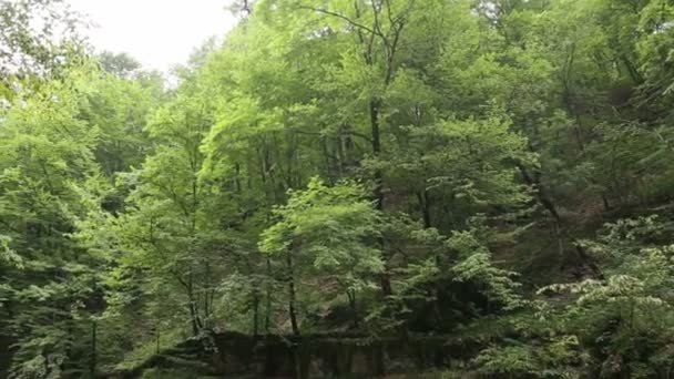 Panorama Des Arbres Dans Forêt Forêt Ensoleillée Sous Les Rayons — Video