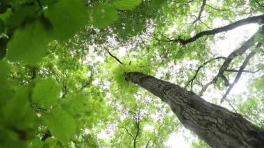 Dönen ağaç dalları aşağıdan çekiliyor. Güneşli bir günde, yeşil bir ormanın en alttaki dönen çekiminden. Ağaç gövdeleri sarmaşıkla kaplanmış. Lens fişeğiyle ışıklandırılmış.