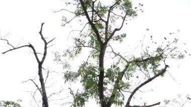 Dönen ağaç dalları aşağıdan çekiliyor. Güneşli bir günde, yeşil bir ormanın en alttaki dönen çekiminden. Ağaç gövdeleri sarmaşıkla kaplanmış. Lens fişeğiyle ışıklandırılmış.