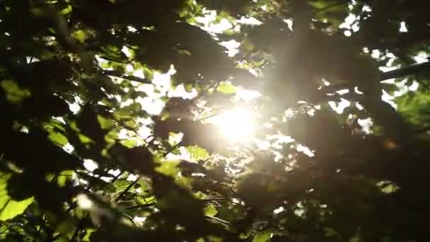Красивый Мягкий Солнечный Свет Сквозь Зеленые Листья Дерева Растет Панорама — стоковое видео