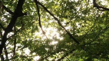 Ormandaki yaprakların arasından güneş ışığı parlıyor ve zincir sallanıyor. Yeşil ağaç yaprakları arasında büyüyen güzel, yumuşak güneş ışığı. Işınlar ağaçların dallarından geçer