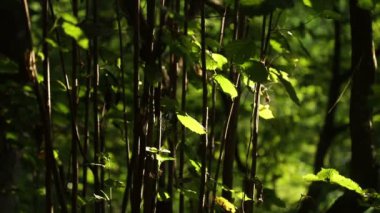 Ormandaki yeşil dallar. İnce yeşil dalları olan genç ağaç rüzgarla sallanıyor.. 