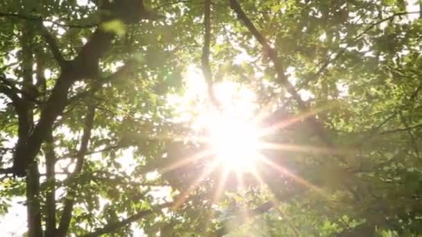 Блеск Солнечного Света Сквозь Листья Лесу Цепные Качели Красивый Мягкий — стоковое видео