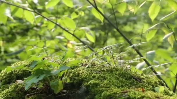 Moss Kamieniach Lesie Kamień Pokryty Zielonym Mchem Głębi Lasu Malownicze — Wideo stockowe