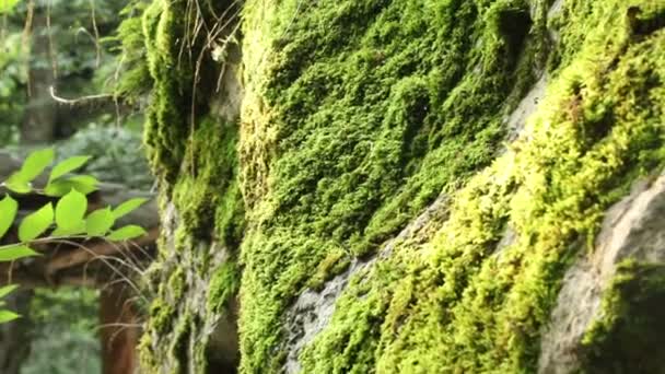Moss Köveken Erdőben Zöld Mohával Borított Erdő Mélyén Festői Kilátás — Stock videók