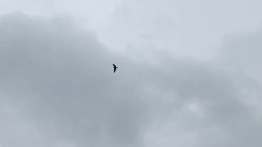 Kuş bulutlu gökyüzünde uçar