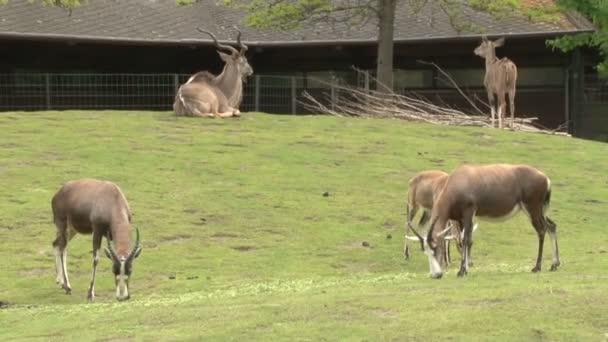 Een Kudde Antilopen Grazen Berlijnse Dierentuin Park — Stockvideo