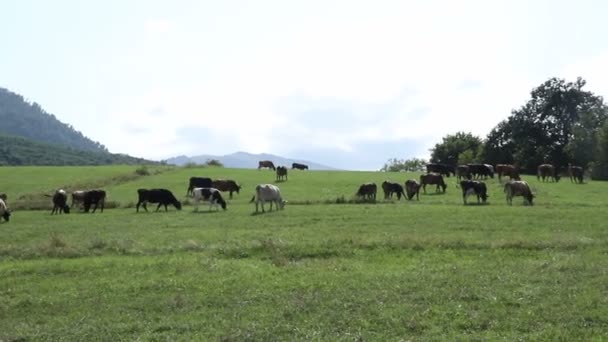 Koeien Grazen Groene Weiden Heuvels Verbazingwekkend Landschap Met Een Vee — Stockvideo
