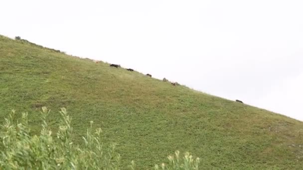 Cows Graze Green Meadows Hills Amazing Landscape Cattle Grazing Green — Stock Video