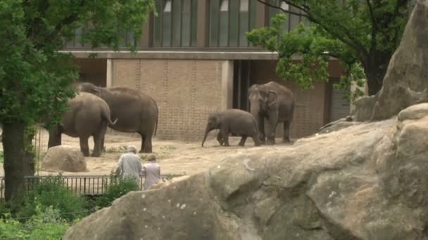 Grandi Elefanti Africani Camminano Nella Sua Voliera Allo Zoo Berlino — Video Stock