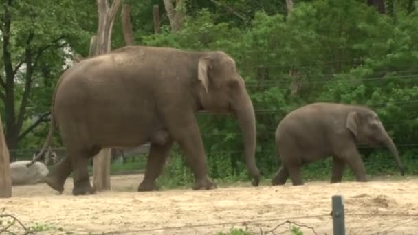 Stora Afrikanska Elefanter Går Hans Aviary Berlin Zoo — Stockvideo