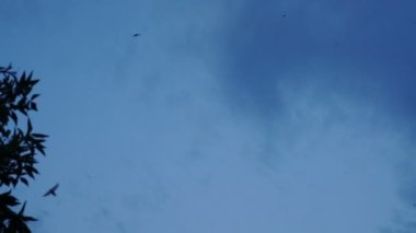 Mavi gökyüzünde dönen kuş sürüsü - Yavaş hareket