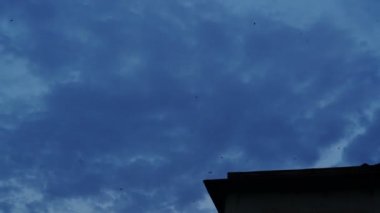 Mavi gökyüzünde dönen kuş sürüsü - Yavaş hareket