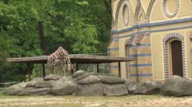 Zürafa Berlin hayvanat bahçesi parkında otluyor. Zürafa hayvanat bahçesinde ot yiyor. Safari parkında zürafalar. Hayvanat bahçesindeki güzel zürafa.