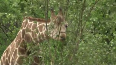 Zürafa Berlin hayvanat bahçesi parkında otluyor. Zürafa hayvanat bahçesinde ot yiyor. Safari parkında zürafalar. Hayvanat bahçesindeki güzel zürafa.