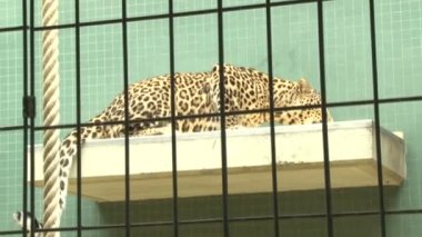 Büyük leopar Berlin Hayvanat Bahçesi 'nde çiğ et yiyor.. 