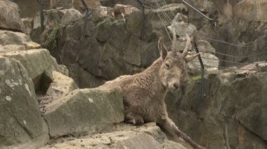 Dağ keçisi, Sibiryalı Ibex ailesi Berlin Hayvanat Bahçesinde kayalıklarda