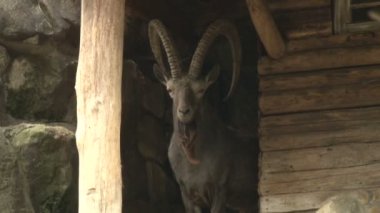 Dağ keçisi, Sibiryalı Ibex ailesi Berlin Hayvanat Bahçesinde kayalıklarda