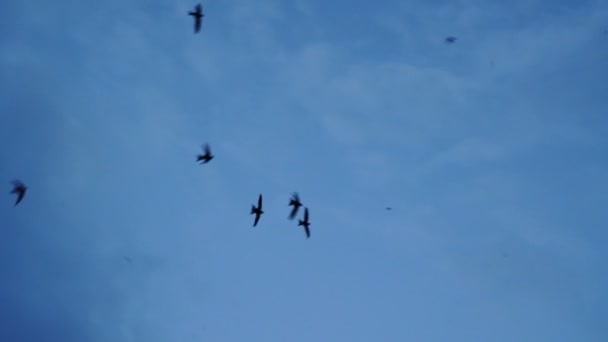 Flock Birds Swirls Blue Sky Slow Motion — Stock Video