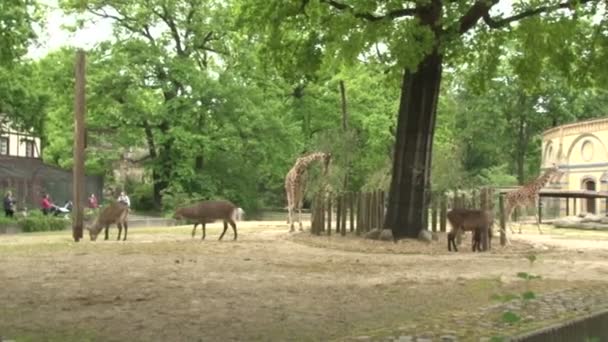 ベルリン動物園のキリンの放牧 キリンは動物園で草を食べる サファリパークのキリン 動物園の美しいキリン — ストック動画