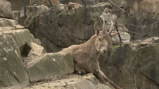 Bergziege Sibirische Steinbockfamilie Auf Felsen Berliner Zoo — Stockvideo