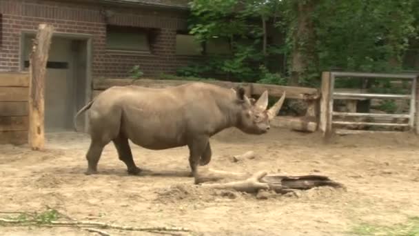 Nashörner Grasen Berliner Zoo — Stockvideo