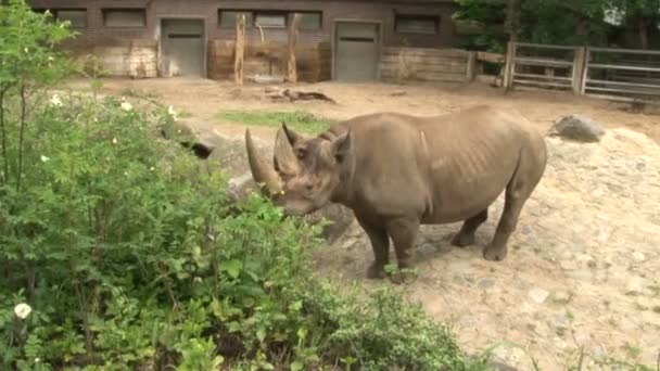 柏林动物园里的犀牛正在吃草 — 图库视频影像