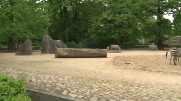 Flock Afrikanska Zebror Betar Berlin Zoo Park — Stockvideo