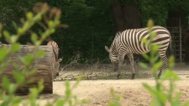 柏林动物园里一群非洲斑马正在吃草 — 图库视频影像