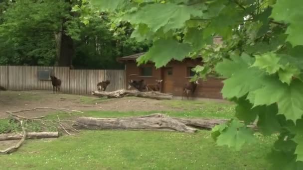 Una Mandria Capre Alpine Pascolano Nel Parco Zoo Berlino — Video Stock