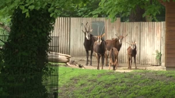 Flock Alpingetter Betar Berlins Djurpark — Stockvideo