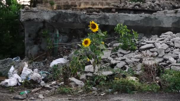 寂寞的向日葵在风中摇曳 在城墙的后面 向日葵帽在一座建筑物的废墟中 — 图库视频影像