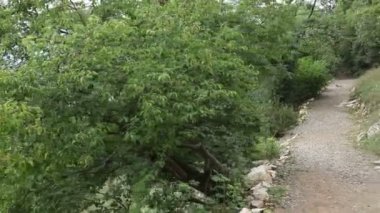 Sırt çantalı bir adam ve yeşil bir ormanda yürüyüş yolu boyunca giden bir kamera. Sırt çantalı bir turist Dağ Ormanı 'ndaki Taş Patikası boyunca aşağı gidiyor. Kayalık dağ ormanlarında yürüyüş yapan bir adam.