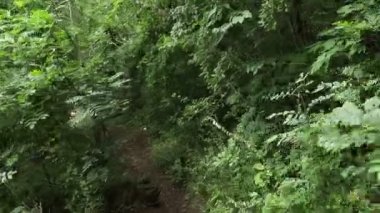 Turist, yeşil bir ormanda, sırt çantalı turist, Dağ Ormanı 'ndaki Taş Patikası boyunca yürüyor. Kayalık bir dağ ormanında yürüyüş yapan bir adam. Dağ turizmi. Yaz. 