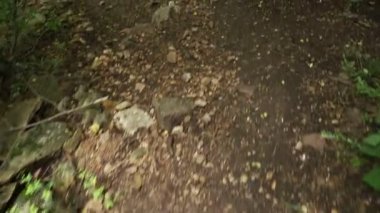 Turist, yeşil bir ormanda, sırt çantalı turist, Dağ Ormanı 'ndaki Taş Patikası boyunca yürüyor. Kayalık bir dağ ormanında yürüyüş yapan bir adam. Dağ turizmi. Yaz. 