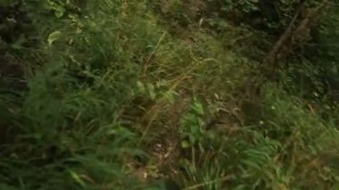 Turist, yeşil bir ormanda, sırt çantalı turist, Dağ Ormanı 'ndaki Taş Patikası boyunca yürüyor. Kayalık bir dağ ormanında yürüyüş yapan bir adam. Dağ turizmi. Yaz. 